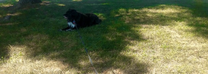 and Toto Puppy says,' nah man, I wanna sit in the shade!'