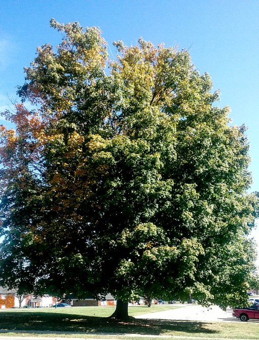 My fave tree refuses to change colors..